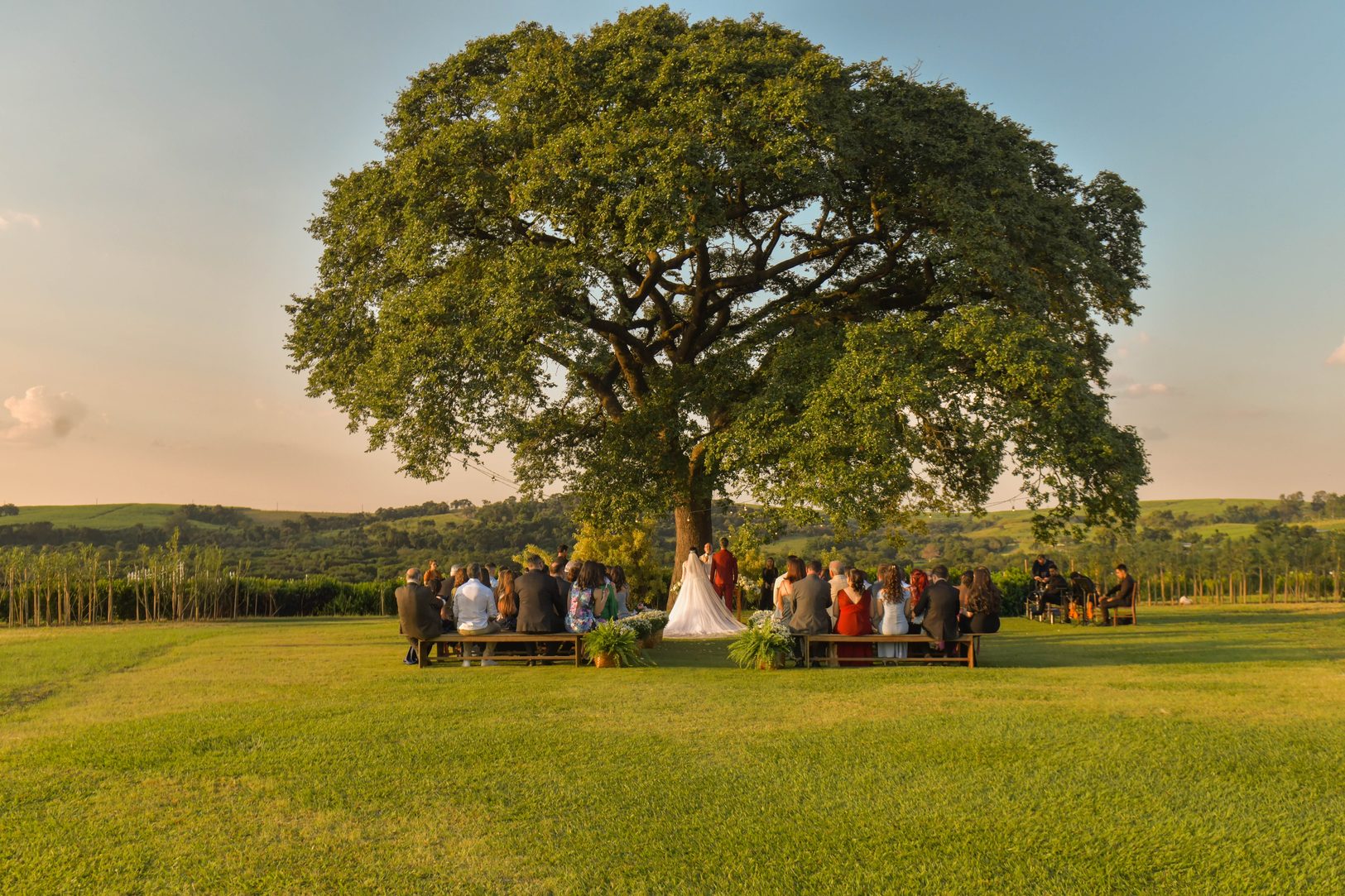 Cerimônia de casamento ao ar livre sob árvore centenária em campo aberto ao entardecer
